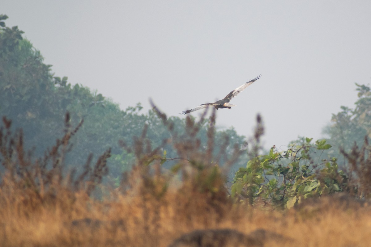 Aguilucho Lagunero Occidental - ML645584352