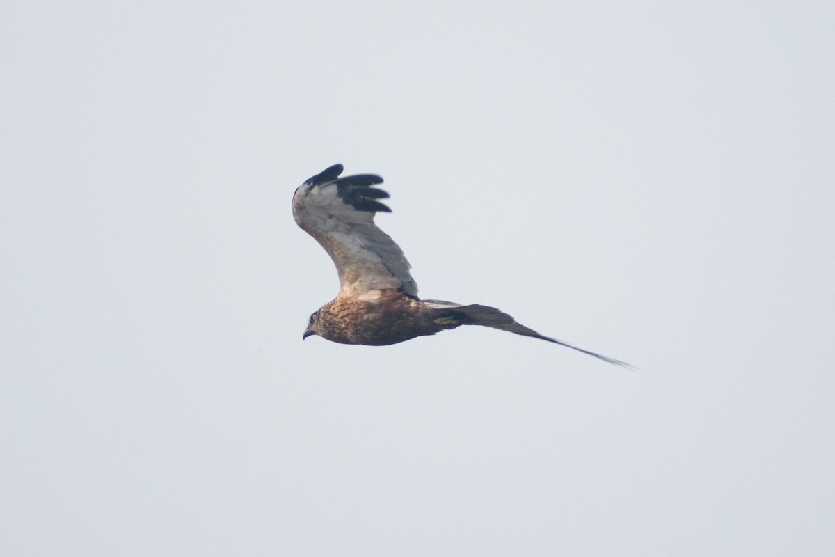 Aguilucho Lagunero Occidental - ML645584354