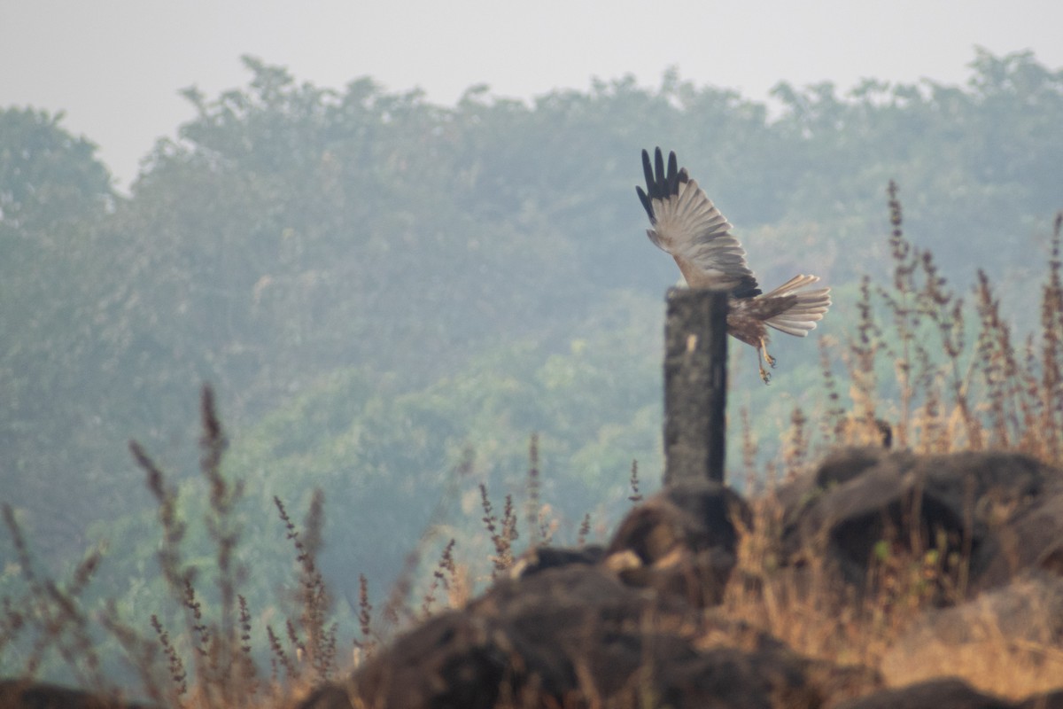 Aguilucho Lagunero Occidental - ML645584356