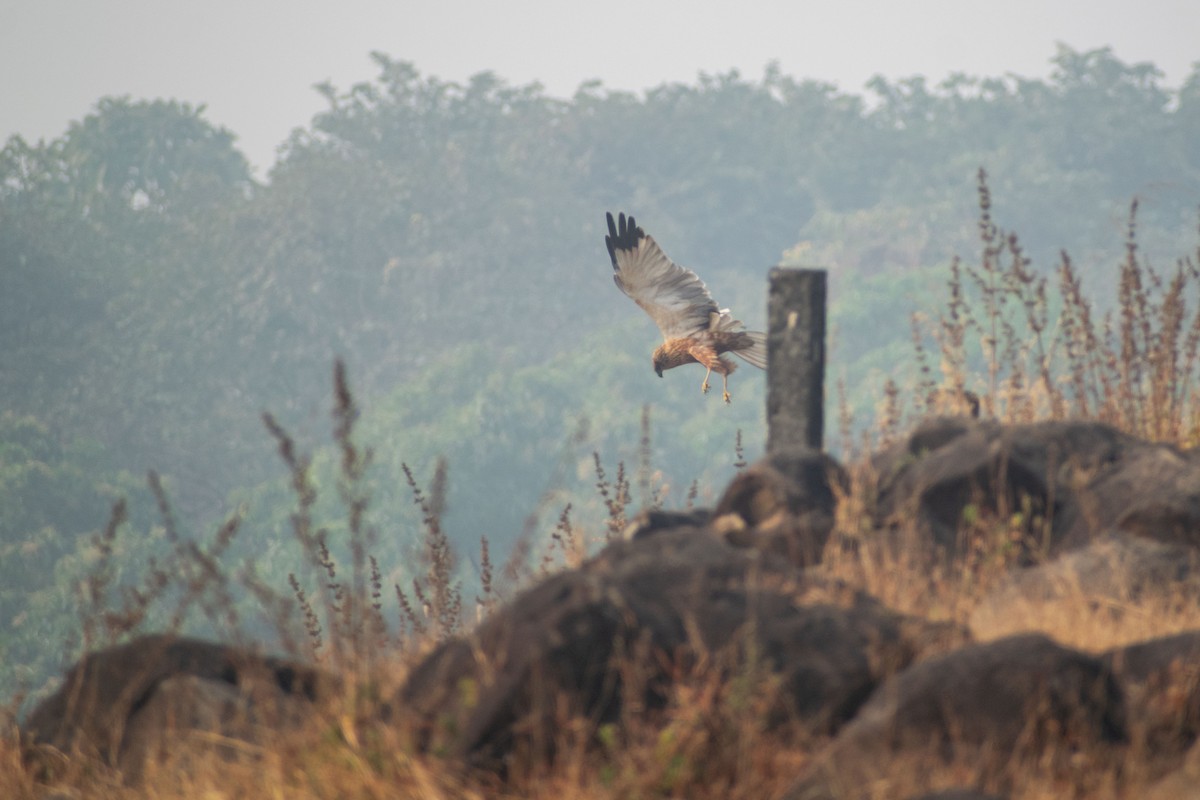 Aguilucho Lagunero Occidental - ML645584359