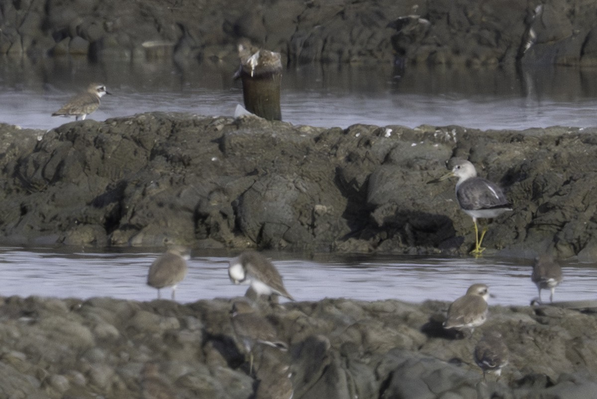 Archibebe Moteado - ML645584361