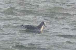 Gaviota/Gavión sp. - ML645584362