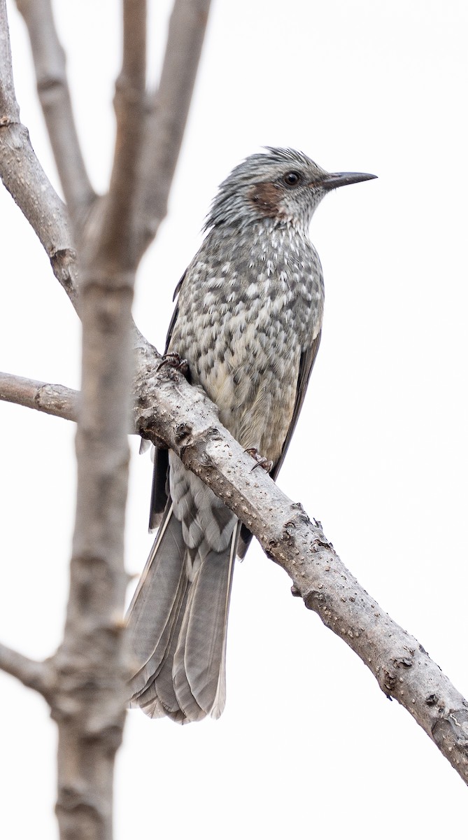 Bulbul Orejipardo - ML645584365