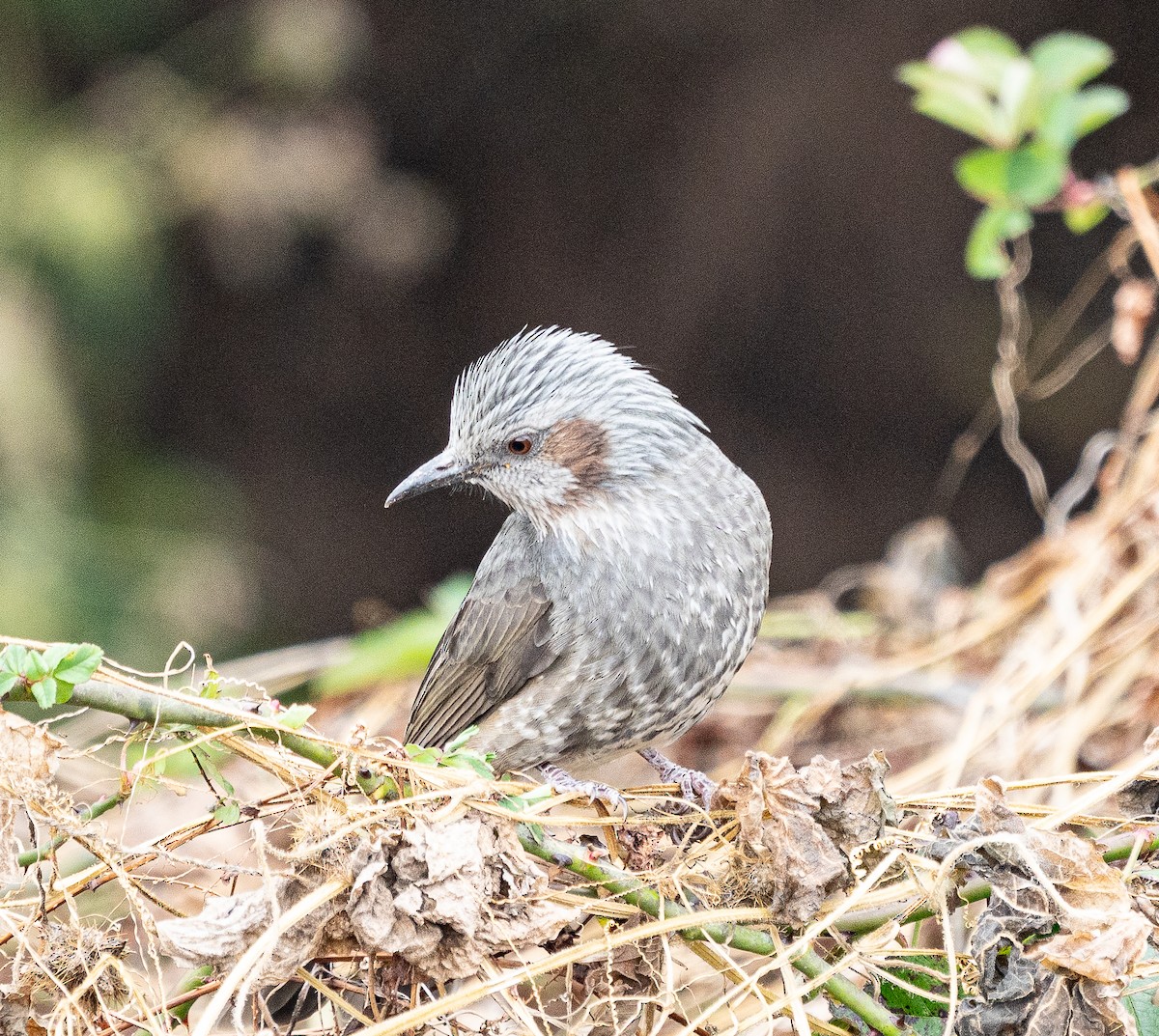 Bulbul Orejipardo - ML645584366