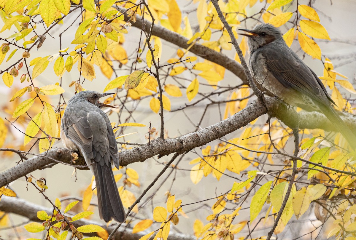 Bulbul Orejipardo - ML645584367