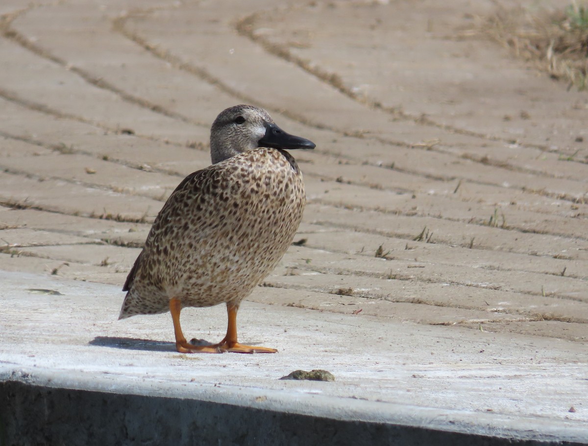 Cerceta Aliazul - ML645584368