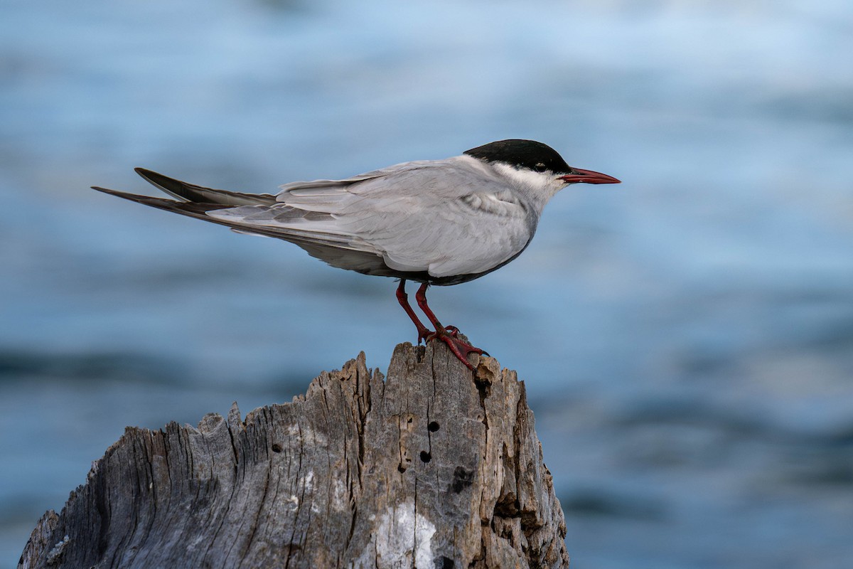 Fumarel Cariblanco - ML645584369