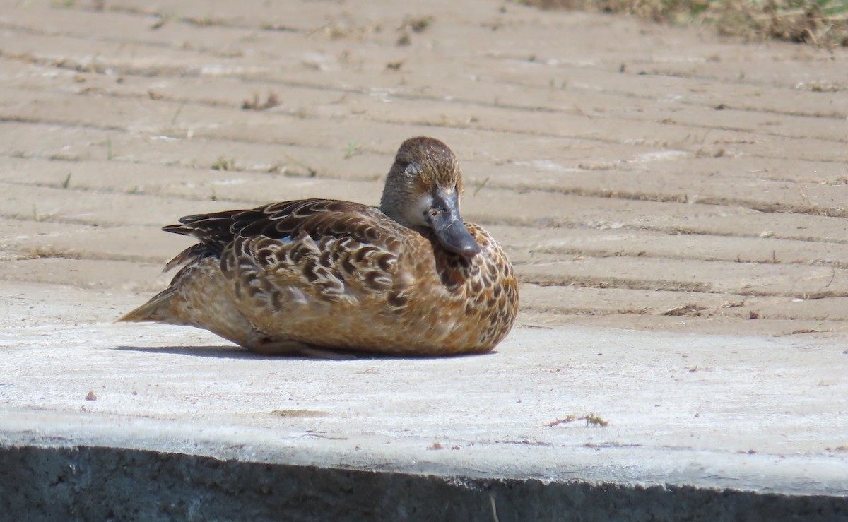 Cerceta Aliazul - ML645584370