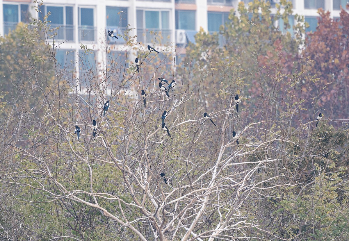 Urraca Oriental - ML645584371