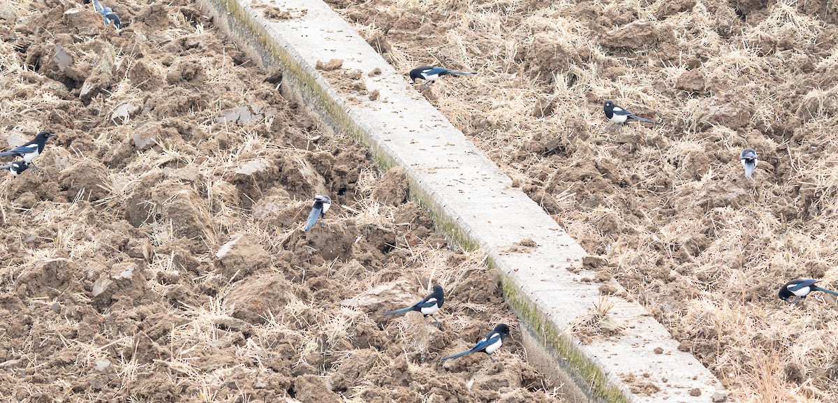 Urraca Oriental - ML645584372