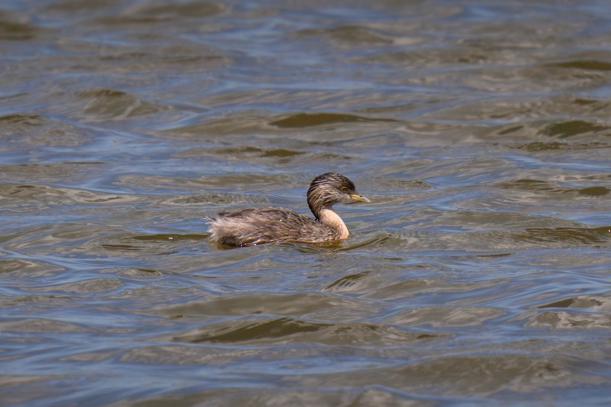 Zampullín Canoso - ML645584373