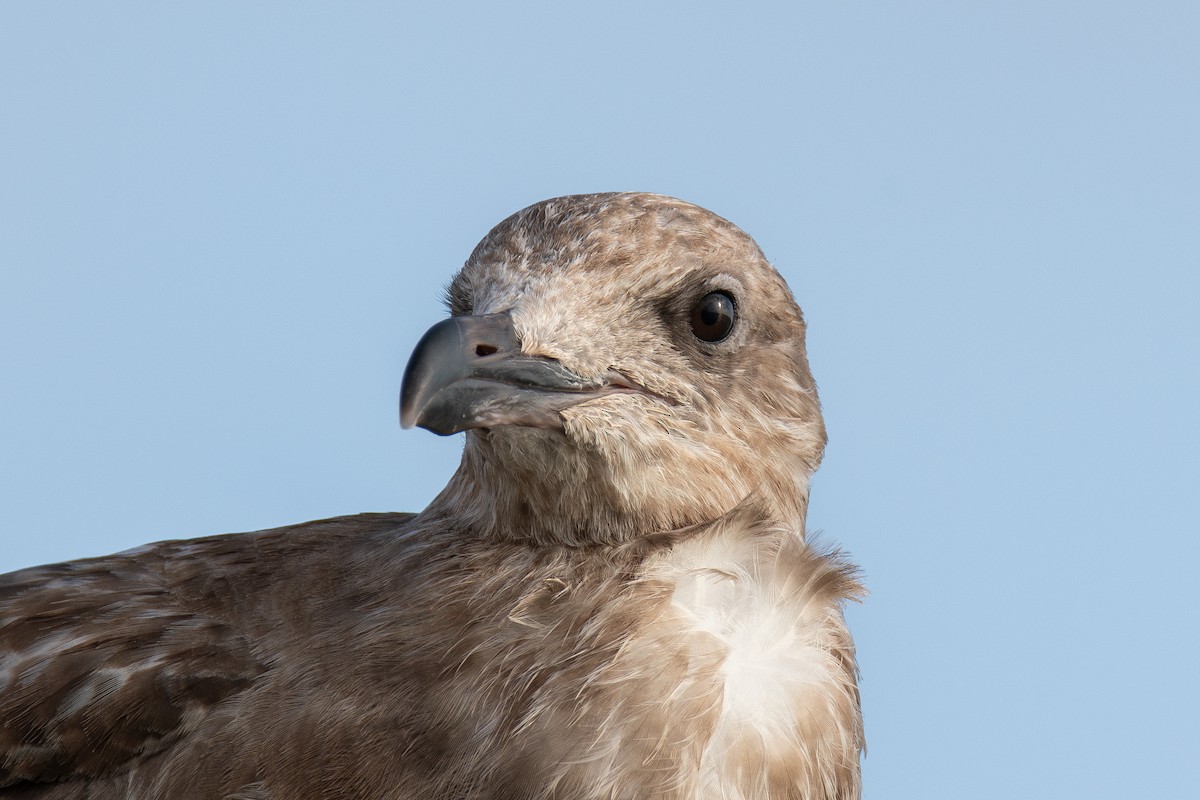 Gaviota Argéntea Americana - ML645584374