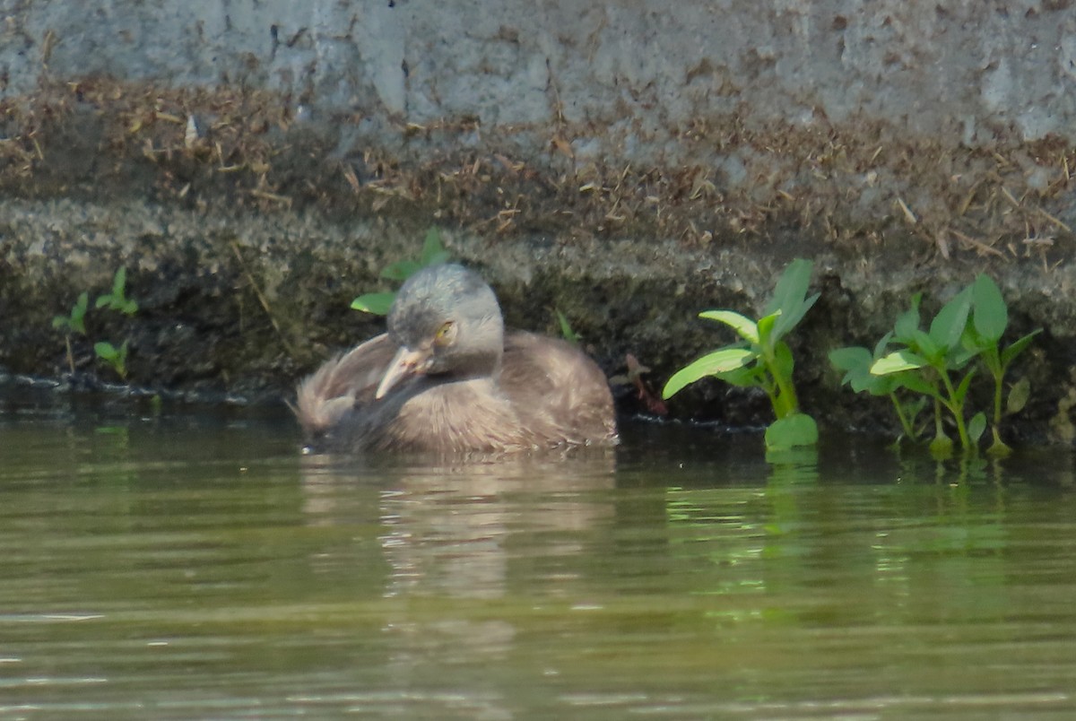 Least Grebe - ML645584377