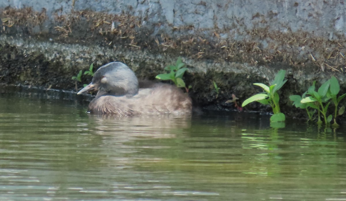 Least Grebe - ML645584378