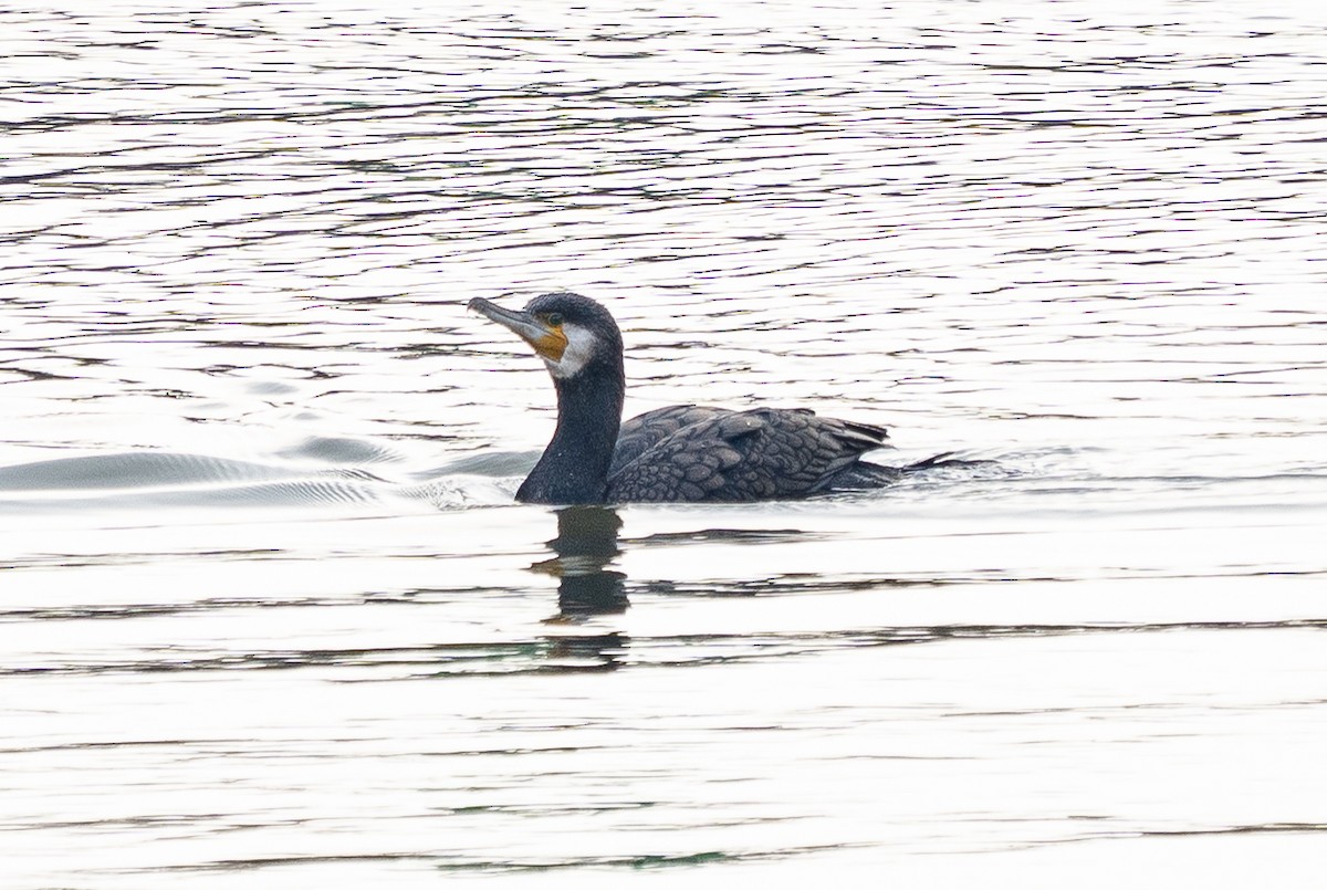 storskarv - ML645584390