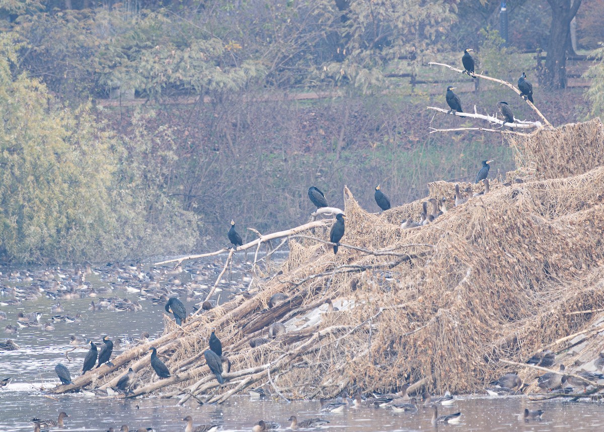 storskarv - ML645584391