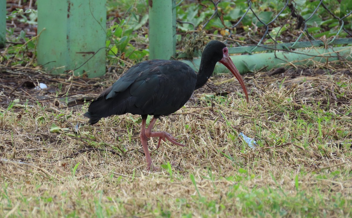 rødmaskeibis - ML645584399