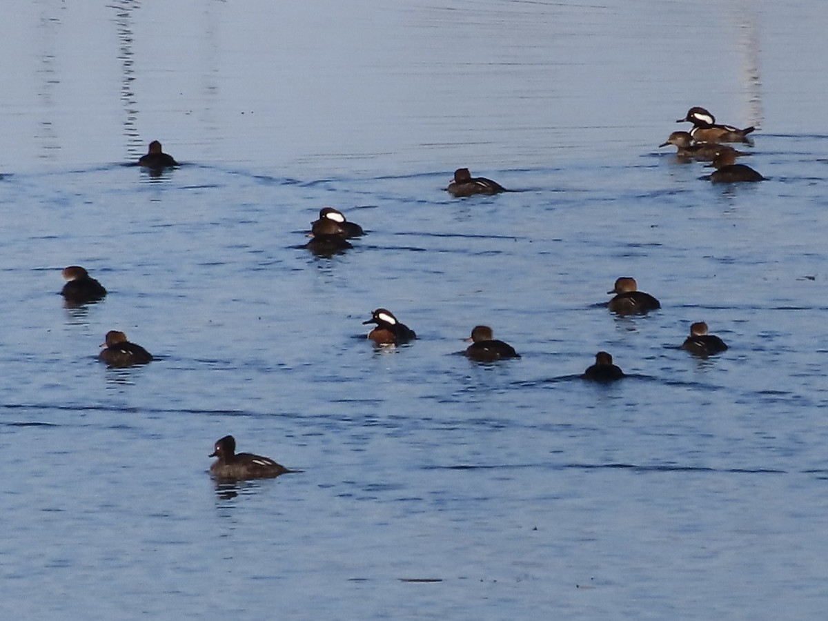 Hooded Merganser - ML645584400