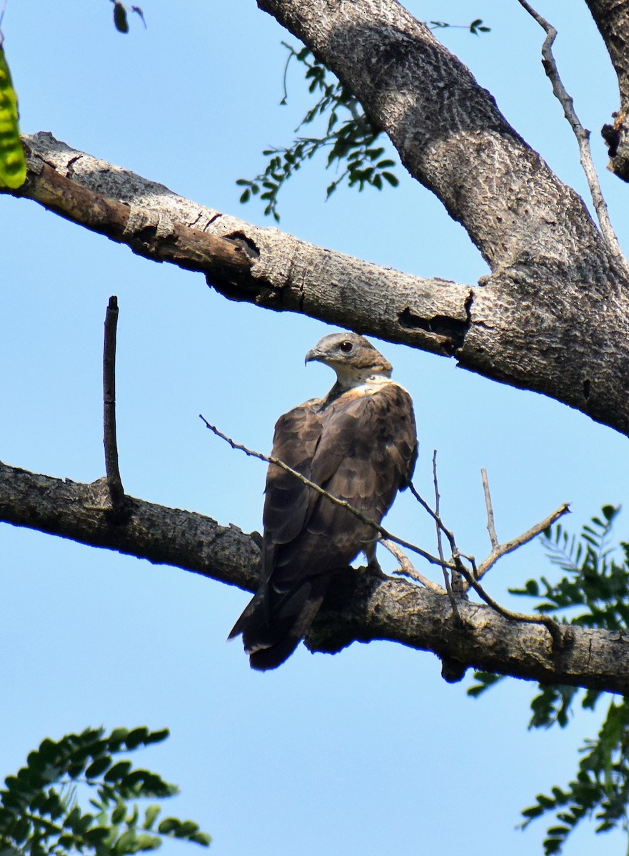 東方蜂鷹 - ML645584404