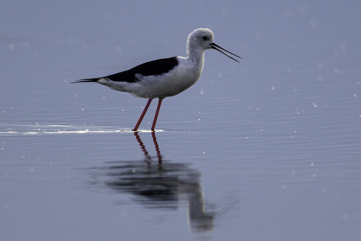Black-winged Stilt - ML645584408