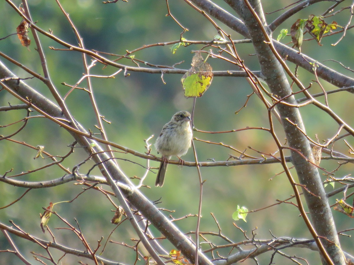 Song Sparrow - ML64558441