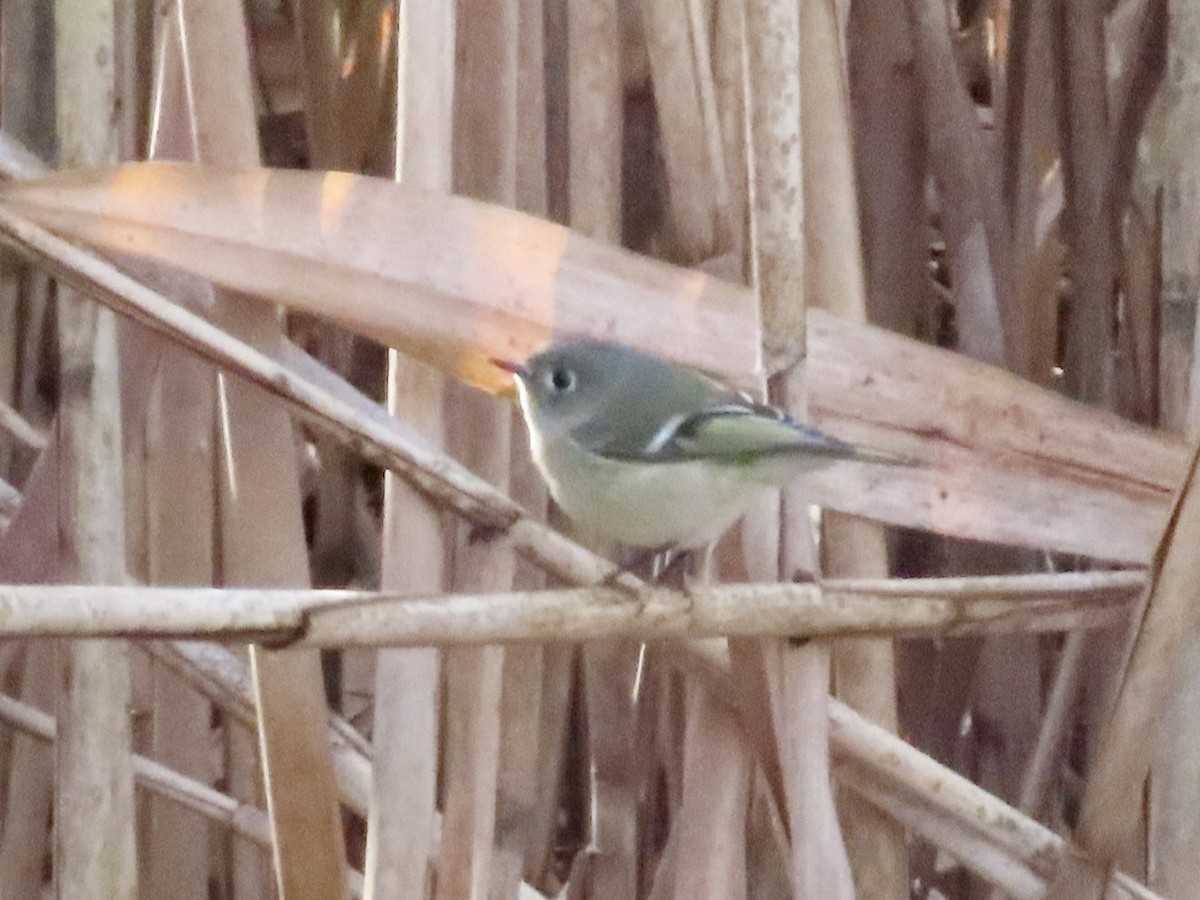 Ruby-crowned Kinglet - ML645584420