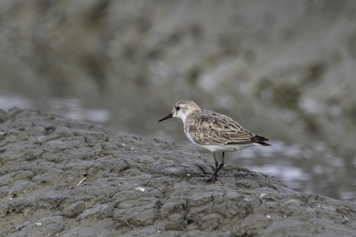 Red-necked Stint - ML645584426