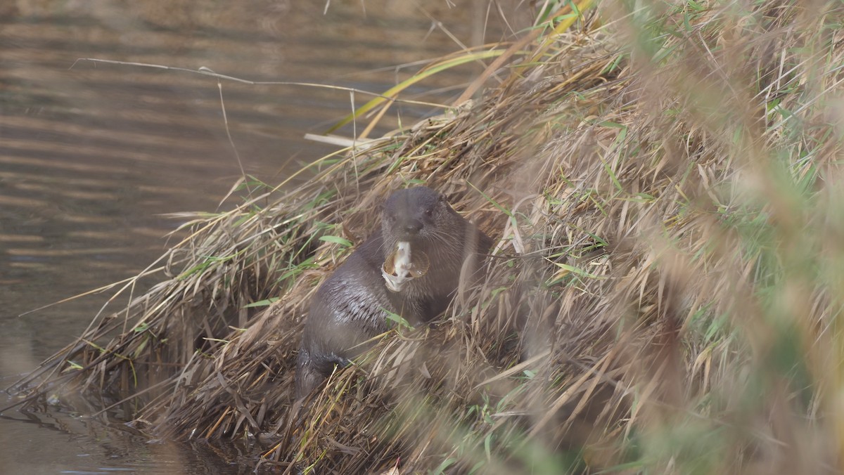 North American River Otter - ML645584434