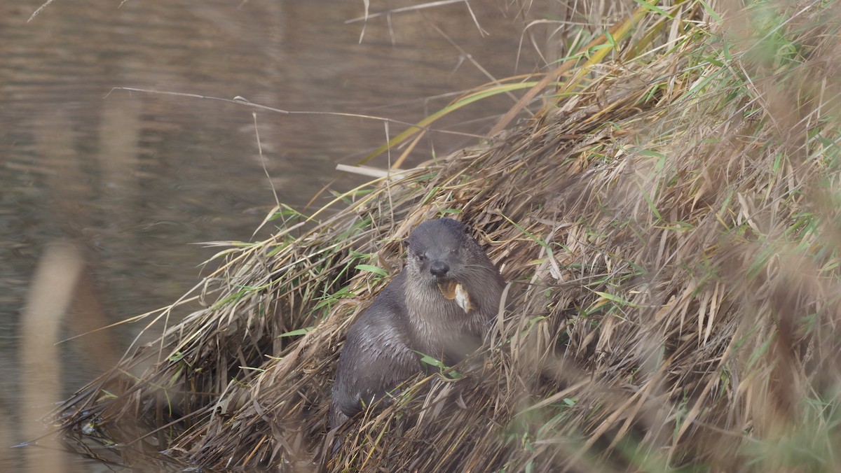New World River Otters - ML645584444