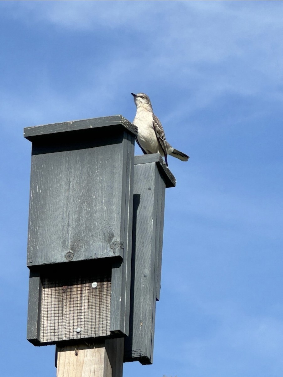 Northern Mockingbird - ML645584446