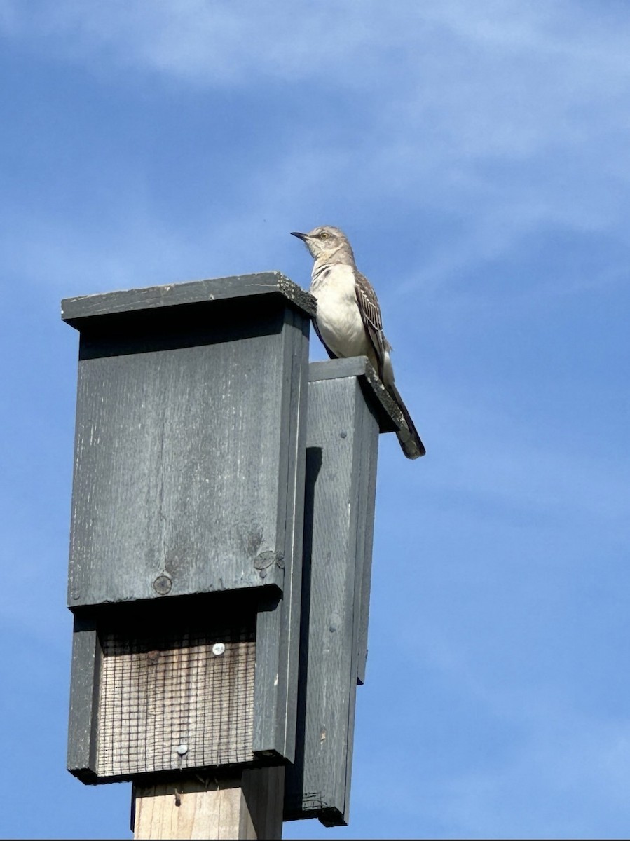 Northern Mockingbird - ML645584448
