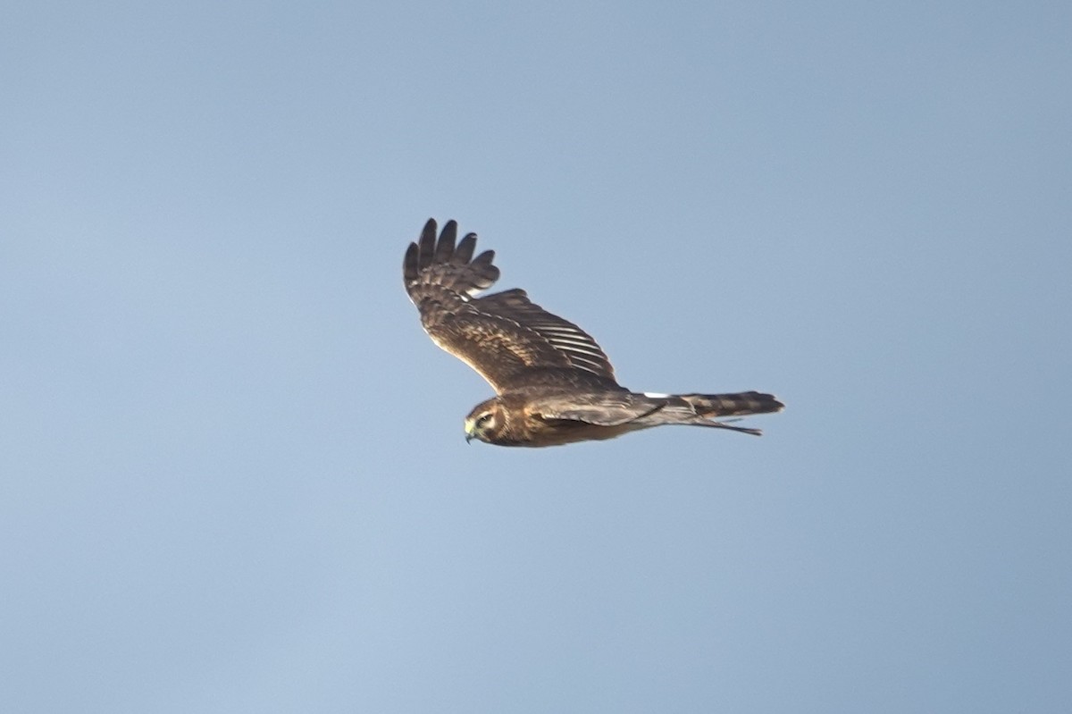 Aguilucho de Hudson - ML645584454