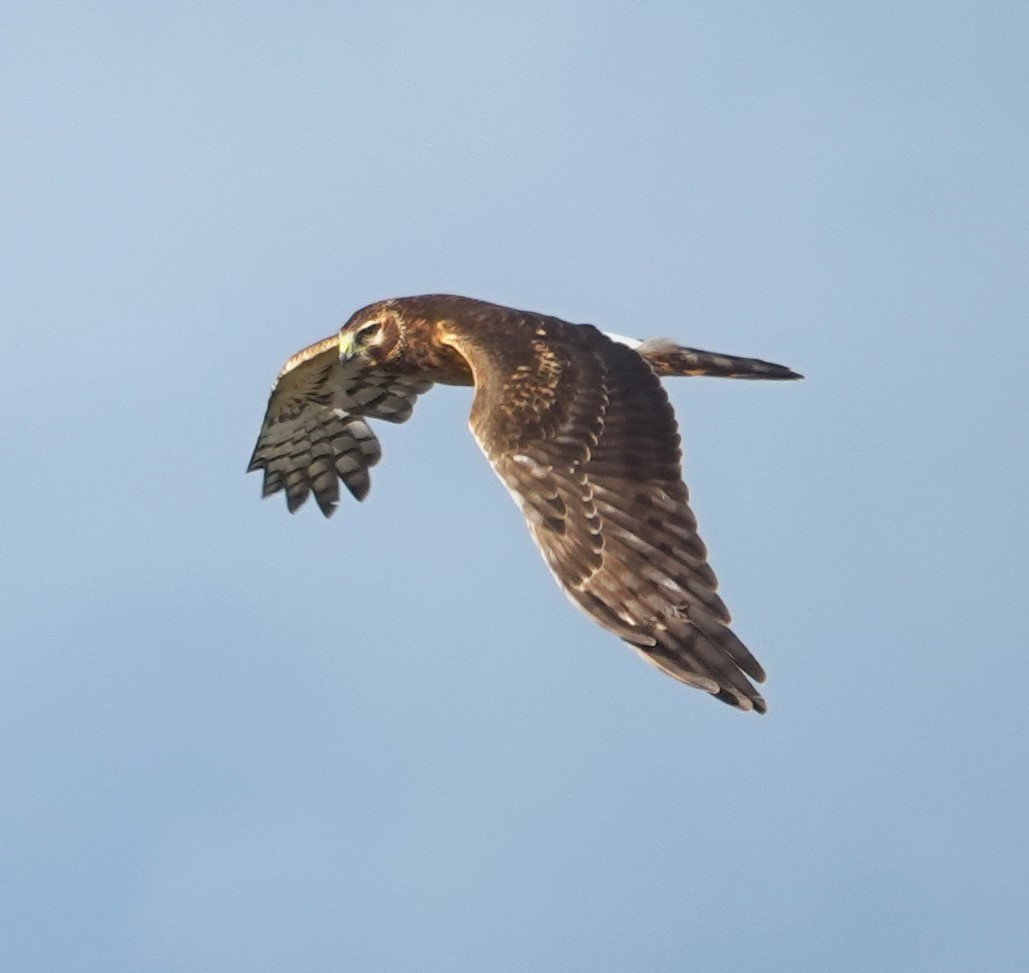 Aguilucho de Hudson - ML645584455