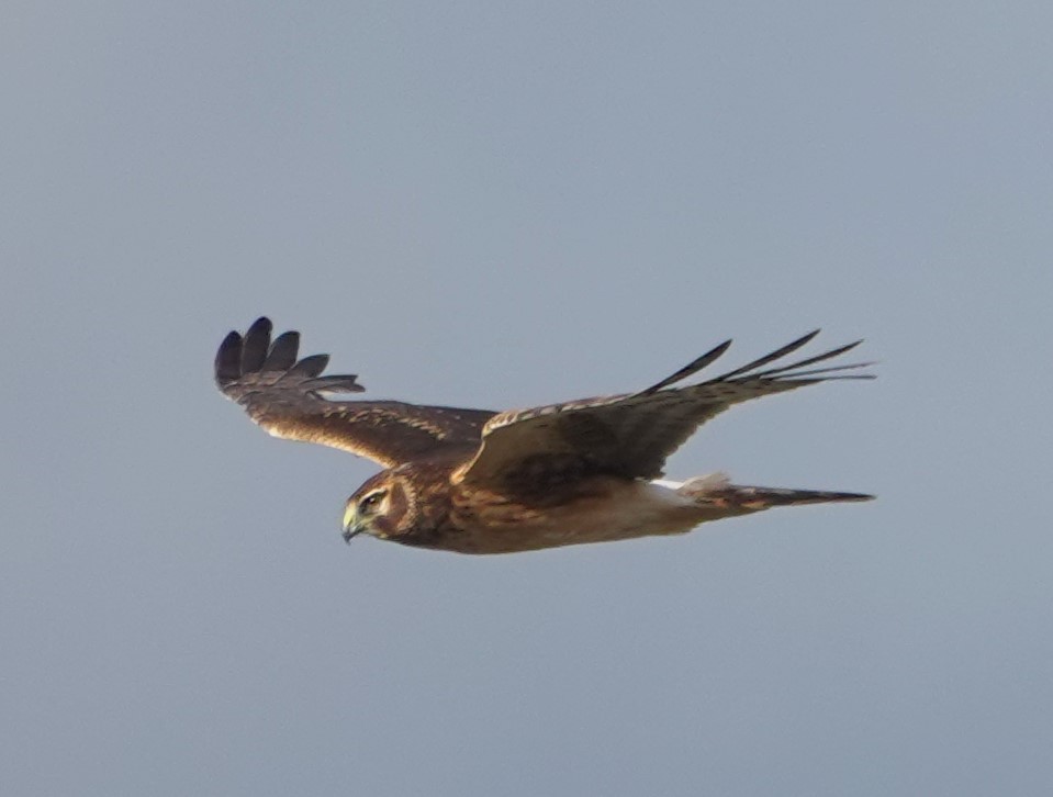 Aguilucho de Hudson - ML645584456