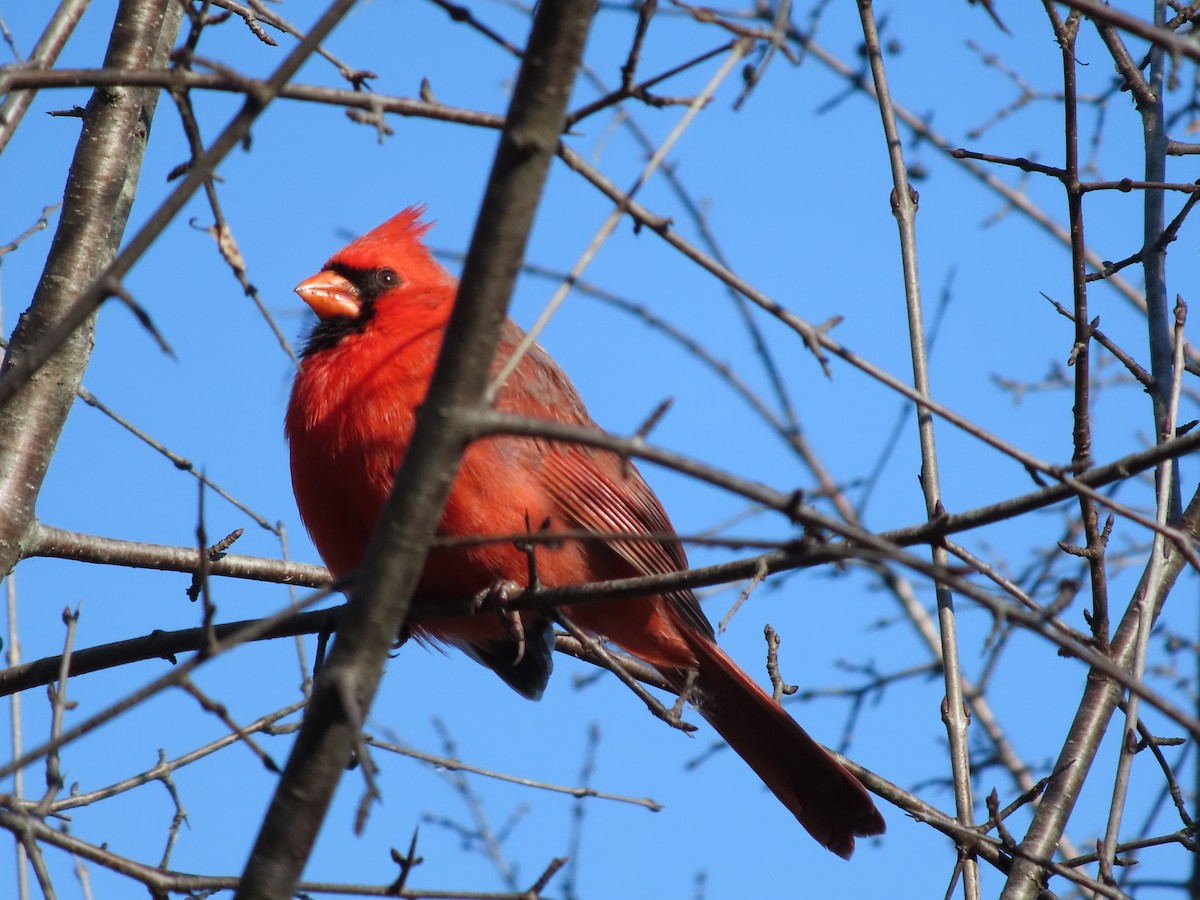 Northern Cardinal - ML645584457