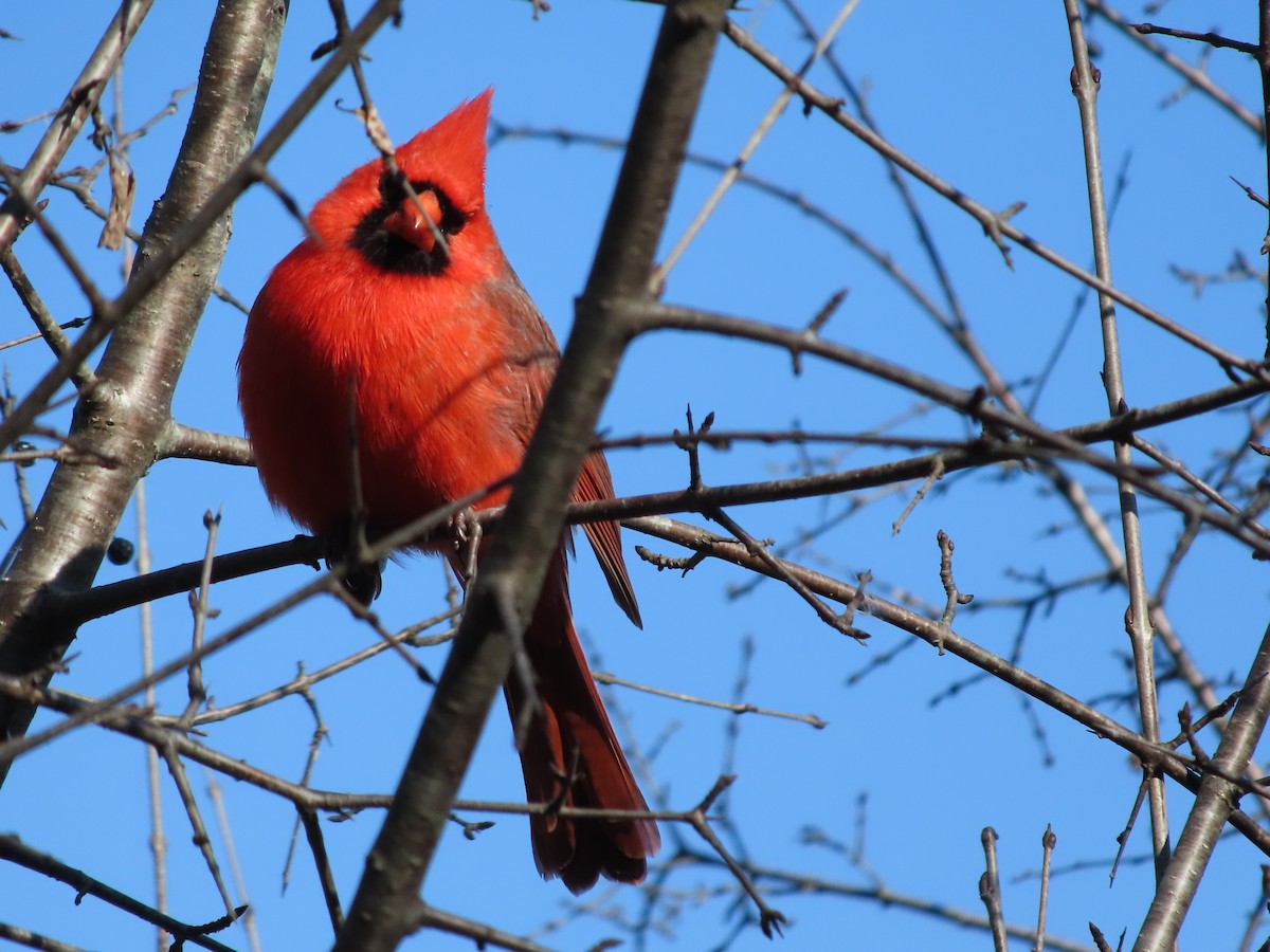 Northern Cardinal - ML645584460
