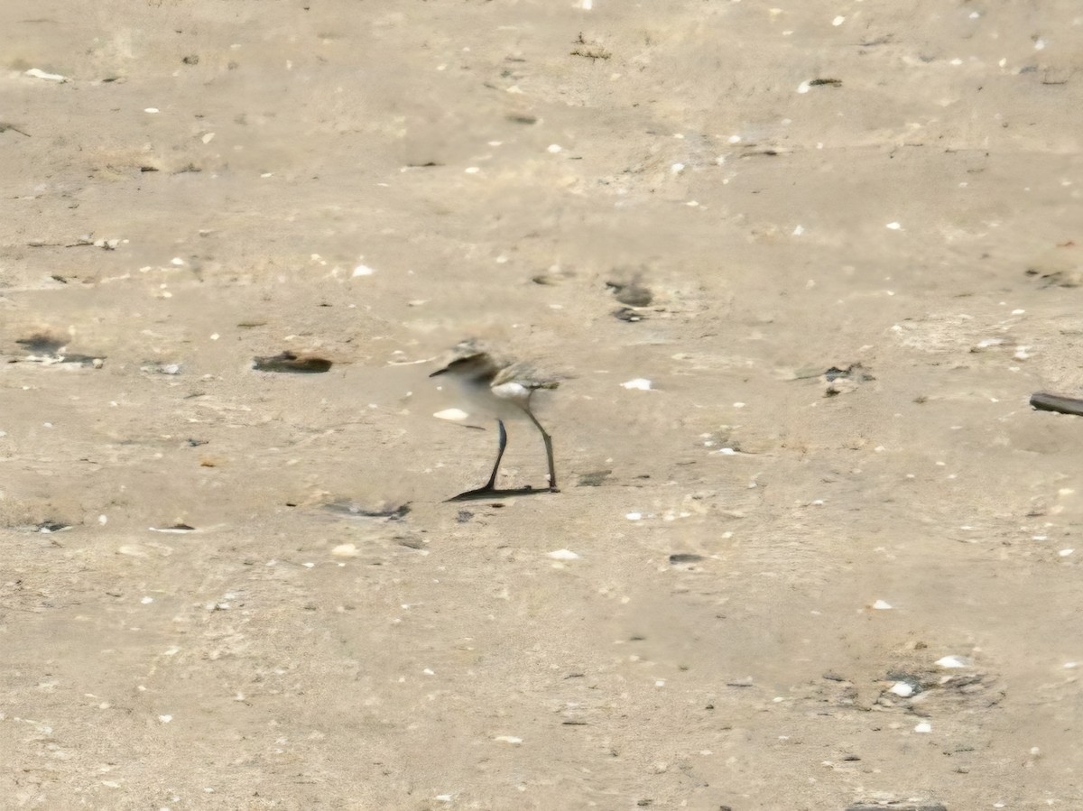 Пісочник рудоголовий - ML645584465