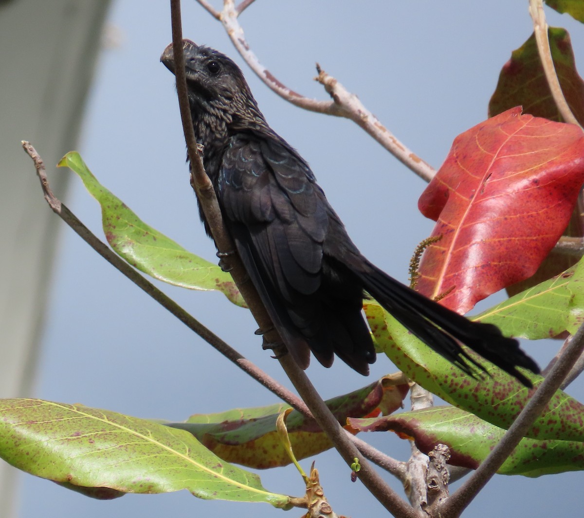 Ані товстодзьобий - ML645584468