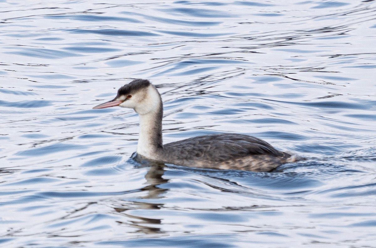 Пірникоза велика - ML645584469