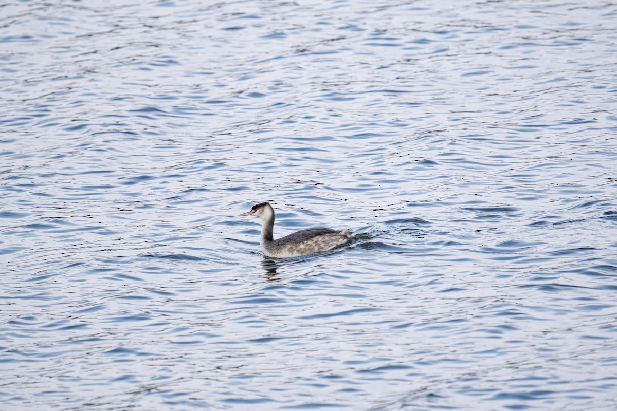 Пірникоза велика - ML645584470