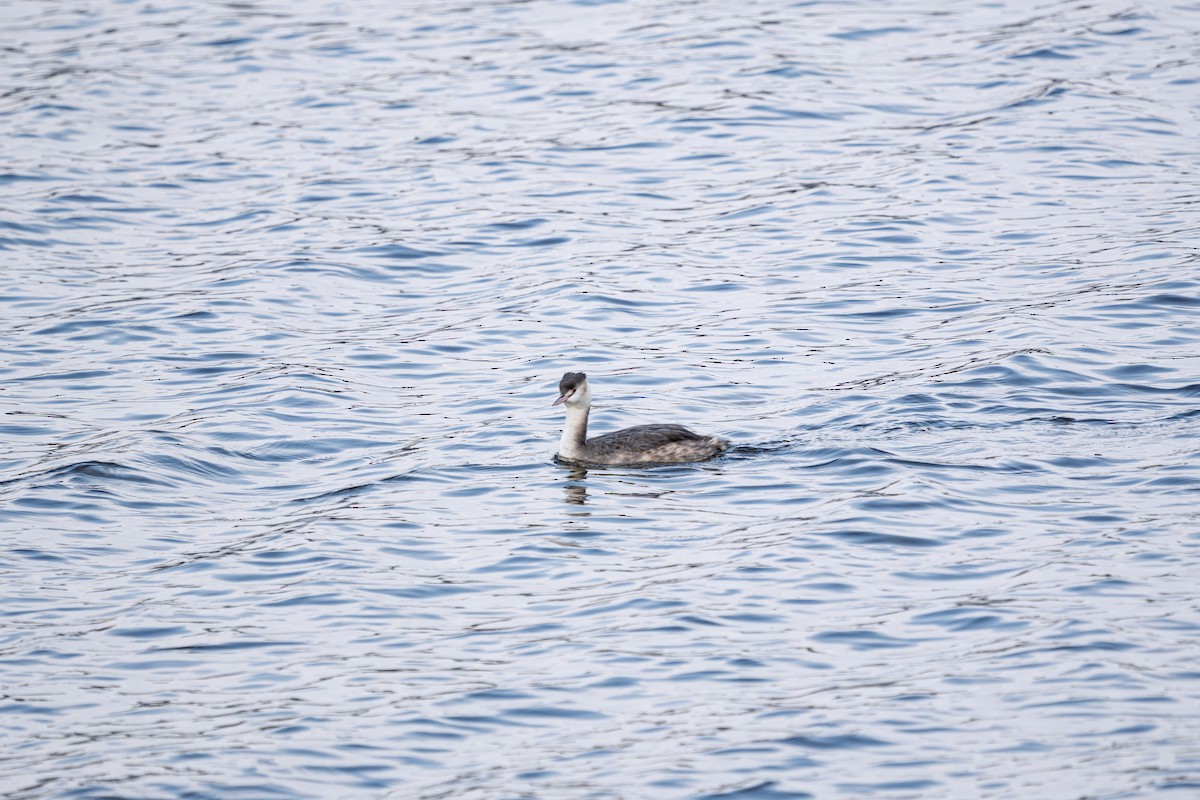 Пірникоза велика - ML645584471