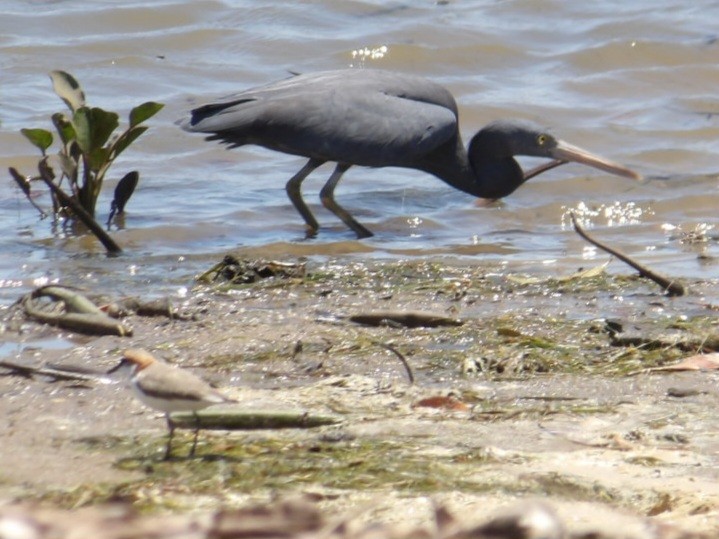 Чепура тихоокеанська - ML645584472