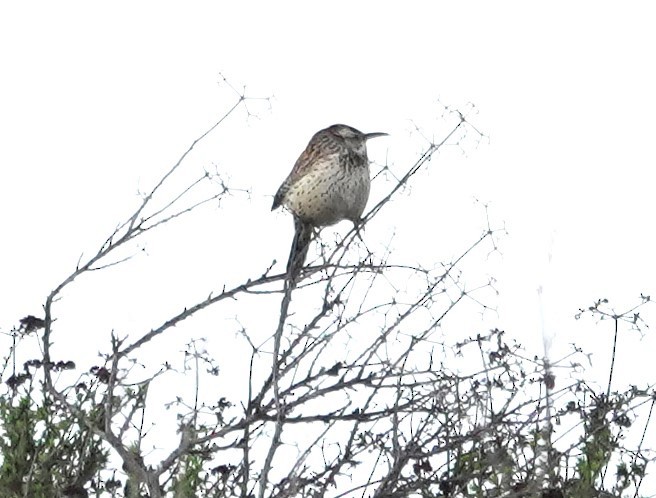 Різжак кактусовий - ML645584473