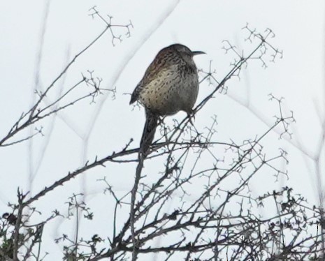 Різжак кактусовий - ML645584474