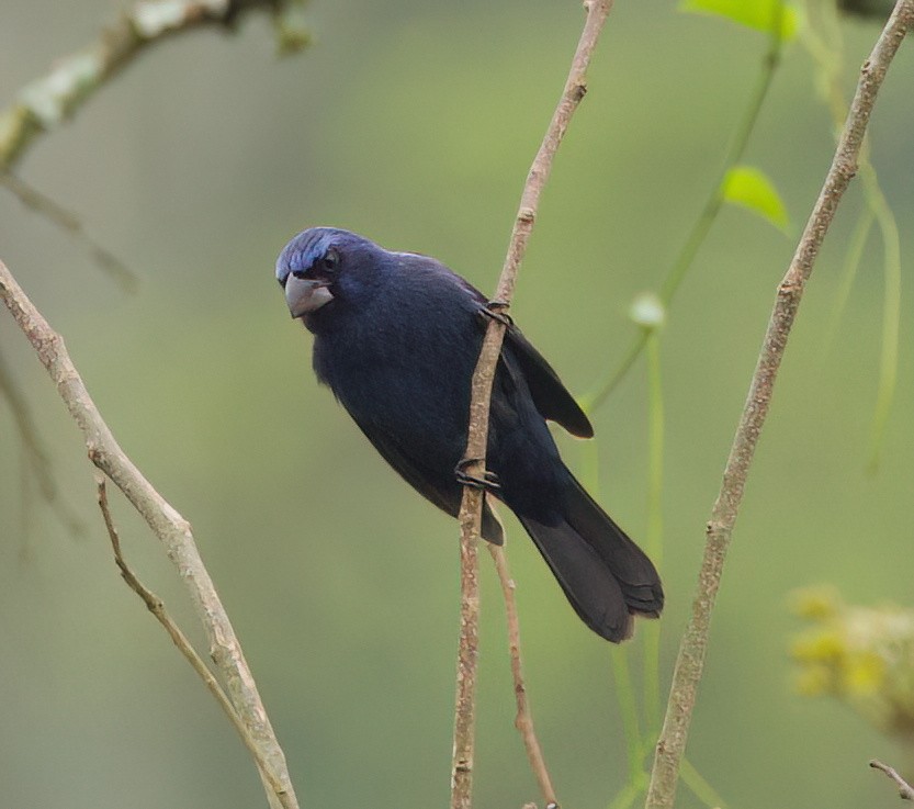 Лускар ультрамариновий - ML645584475