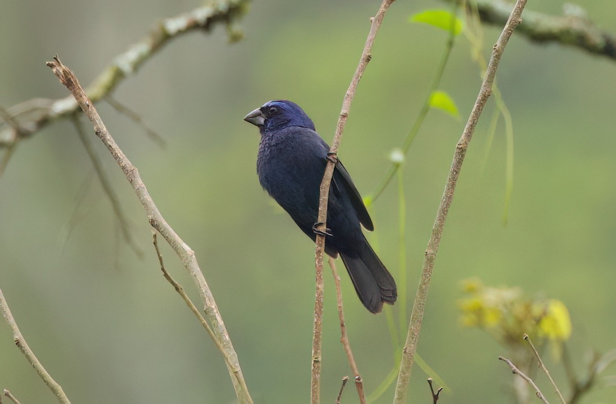 Лускар ультрамариновий - ML645584476