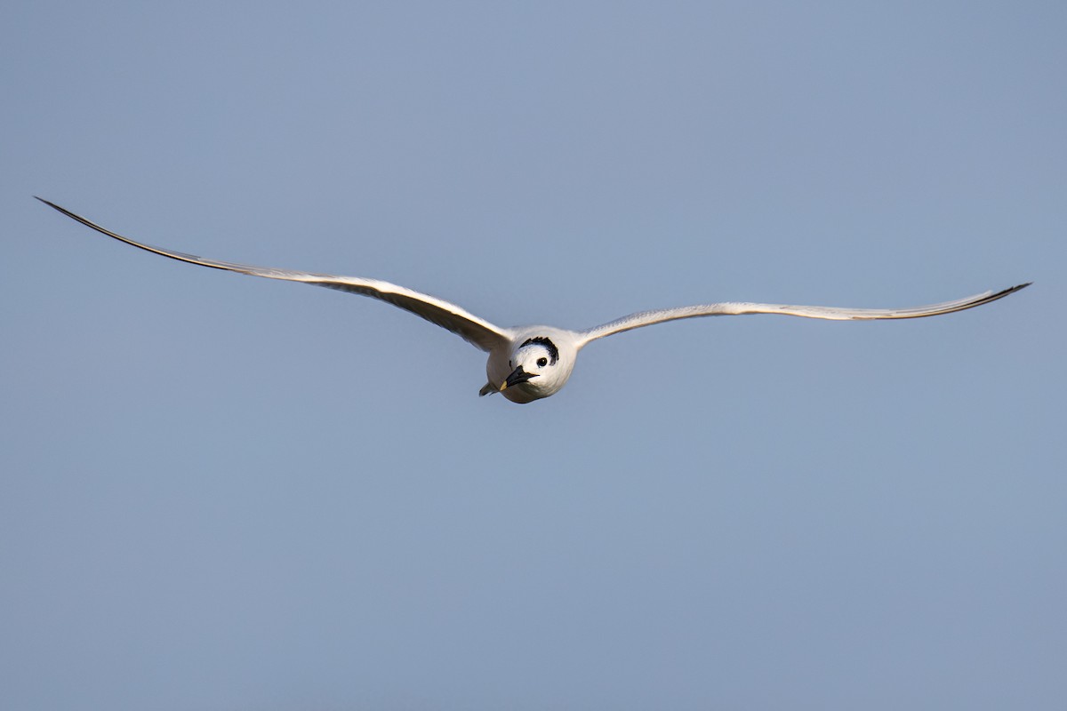 Крячок рябодзьобий - ML645584477