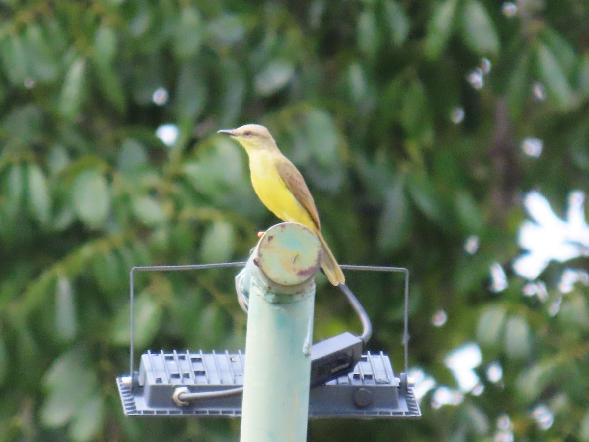 Пікабуї - ML645584478