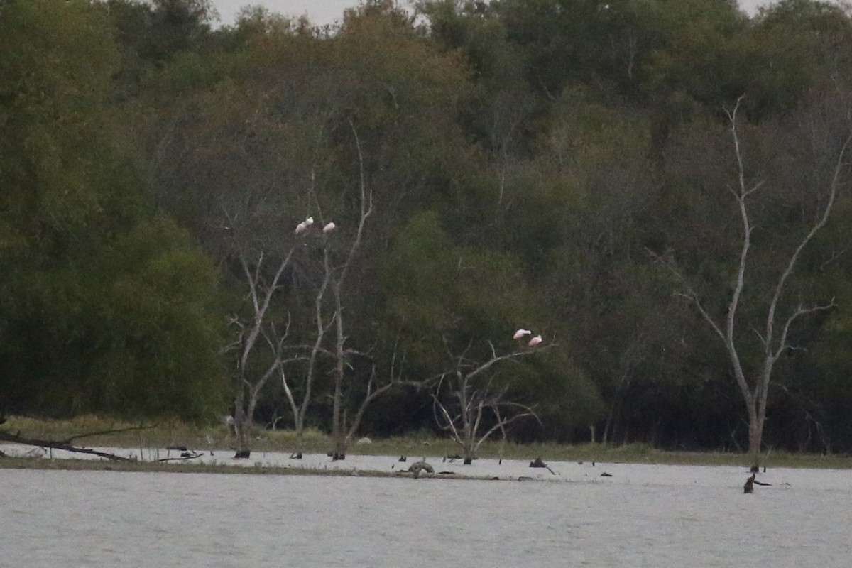 Косар рожевий - ML645584479