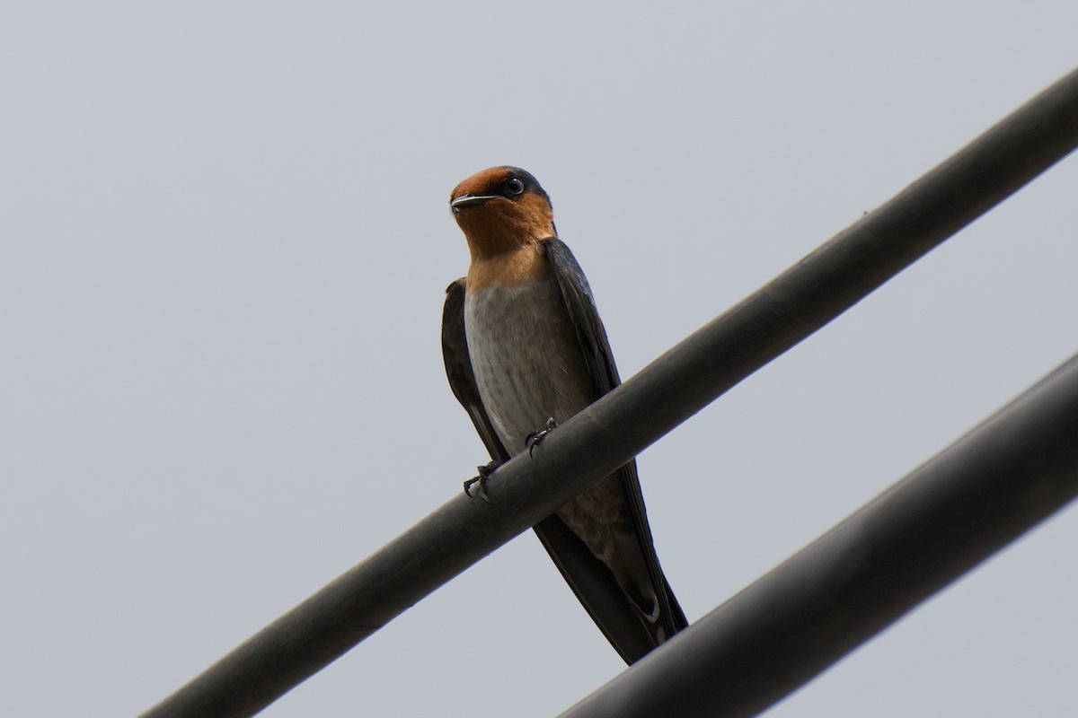 Pacific Swallow - ML645584480